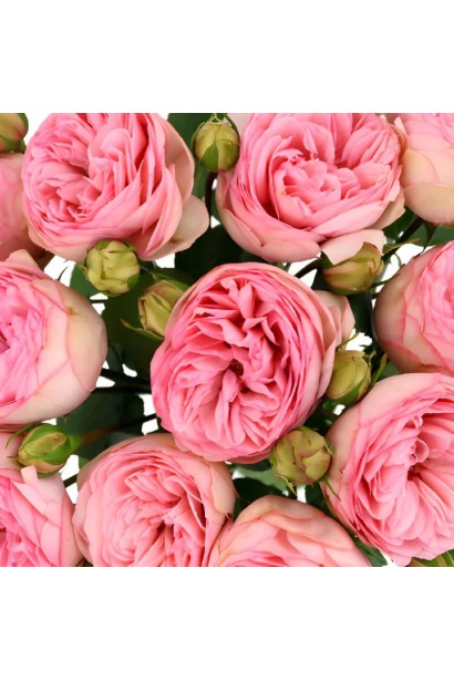 Троянда Хеппі Піано - кулясті півонієподібні бутони